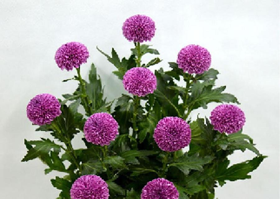 乒乓菊颜色的花语是什么？