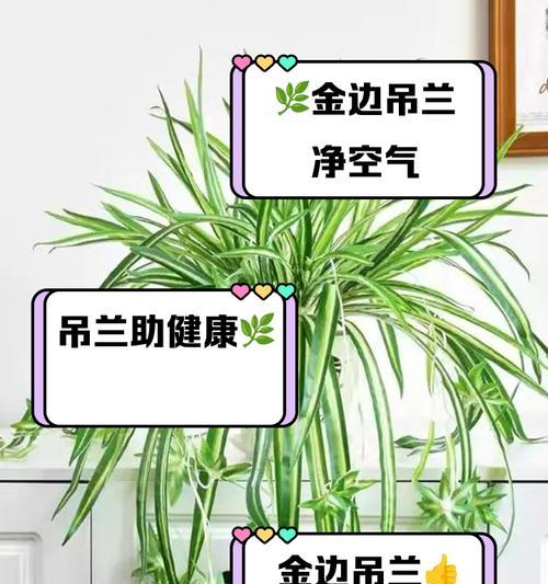 南边吊兰的花语有何寓意？