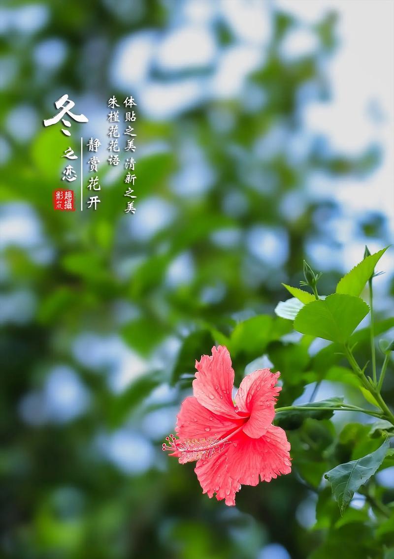 白色朱槿花的花语有何含义？