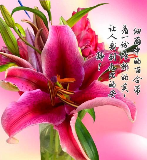棕色花烛的花语有何特别？
