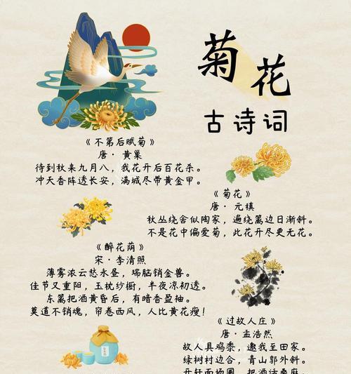 切花菊花的花语有何含义？