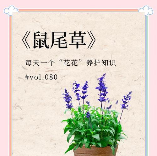 鼠尾草的花语有何寓意？