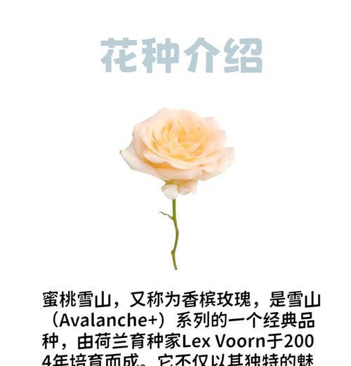 13支香槟花语有何特别含义？