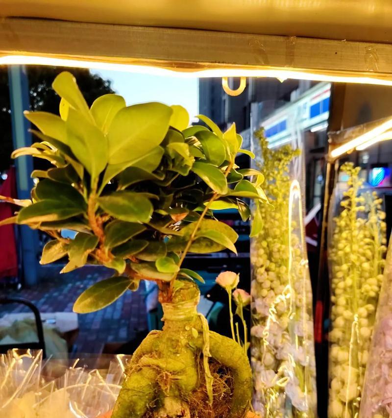 人参盆景的花语是什么？如何养护？