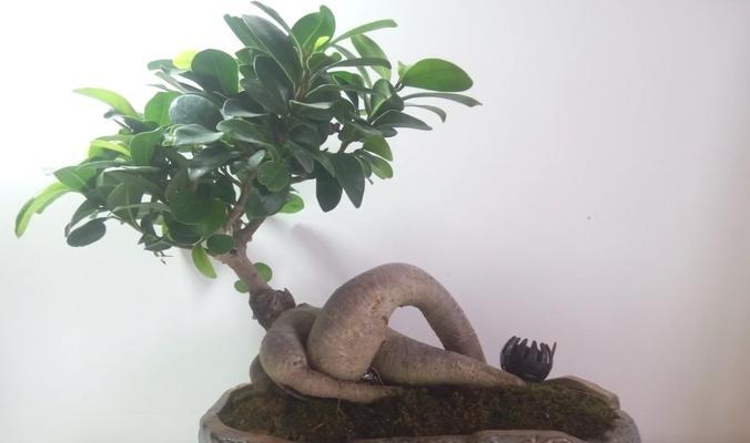 人参盆景的花语是什么？如何养护？
