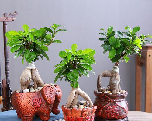 人参盆景的花语是什么？如何养护？