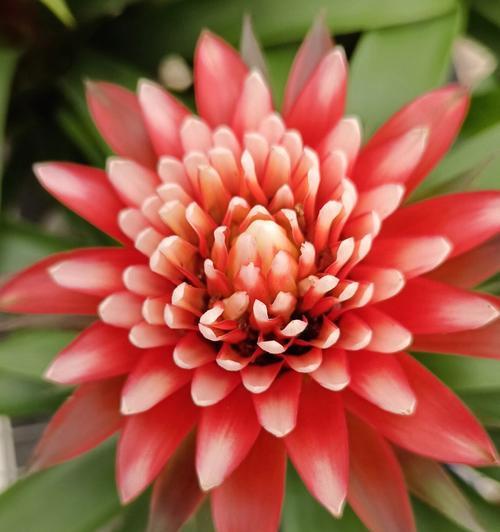云南黄素馨的花语代表什么？种植技巧有哪些？