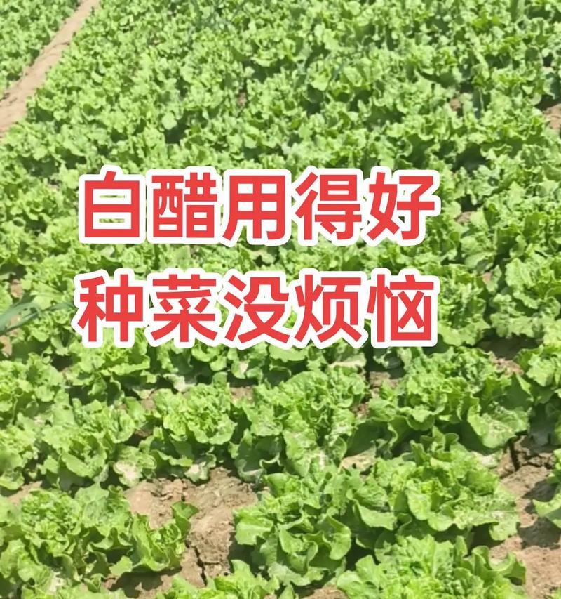 云南黄素馨的花语代表什么？种植技巧有哪些？