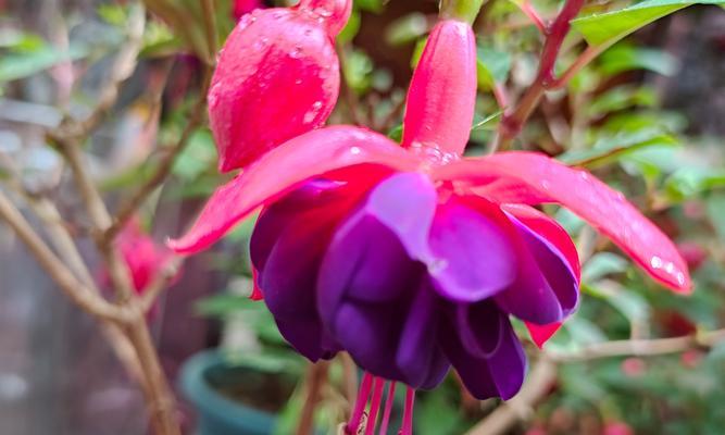 广东吊钟花的花语寓意何在？如何进行修剪？