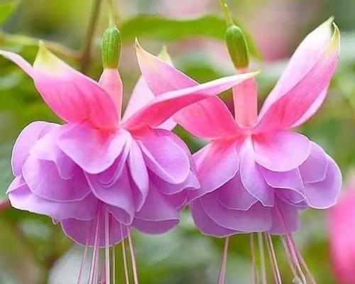 广东吊钟花的花语寓意何在？如何进行修剪？