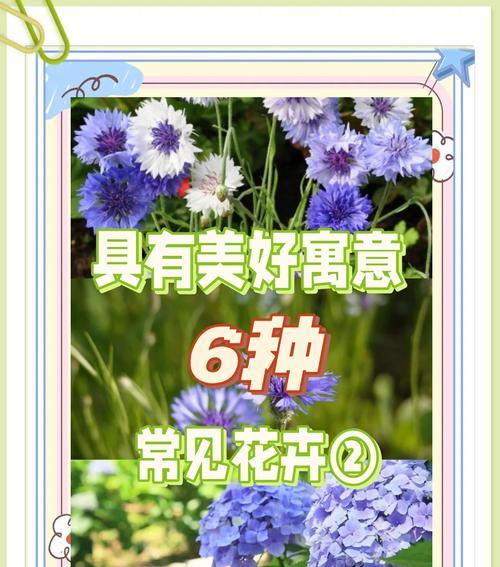 菊花搭配的花语有哪些讲究？如何选择合适的花卉？