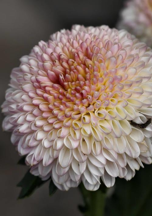 菊花搭配的花语有哪些讲究？如何选择合适的花卉？