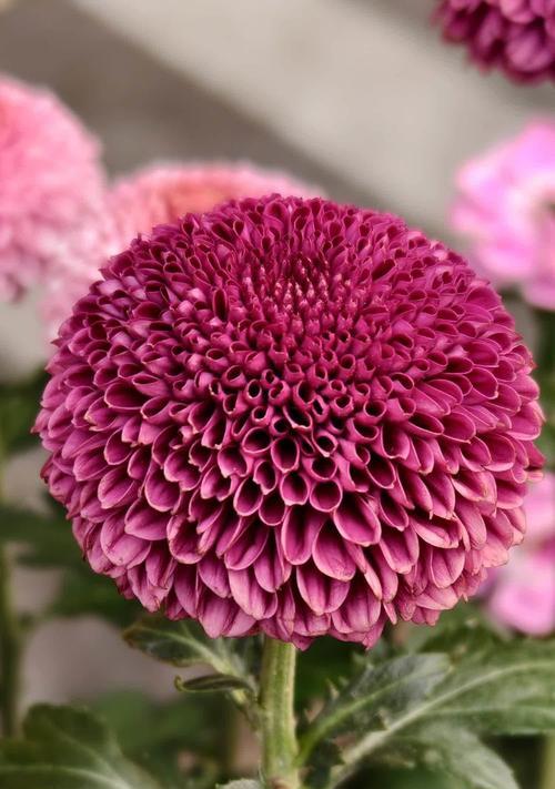 菊花搭配的花语有哪些讲究？如何选择合适的花卉？