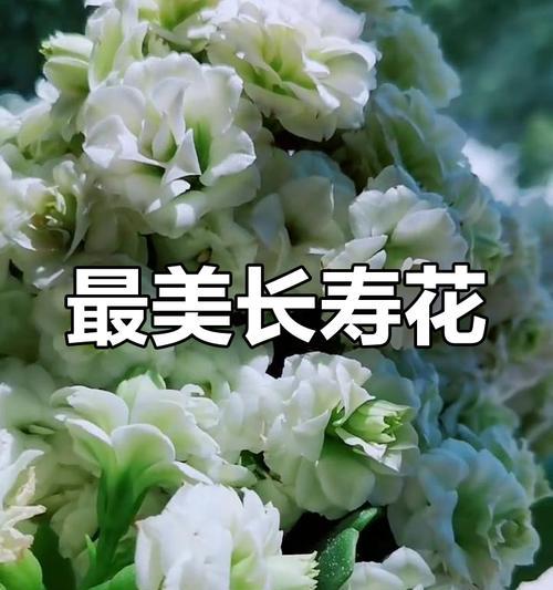 巴黎长寿花的花语是什么？如何进行水培？