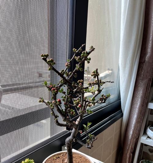 巴黎长寿花的花语是什么？如何进行水培？