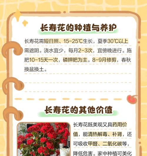 巴黎长寿花的花语是什么？如何进行水培？