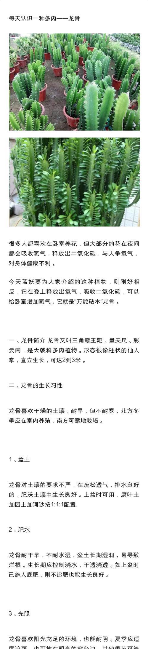 龙骨花的花语有何特殊含义？养殖方法有哪些？