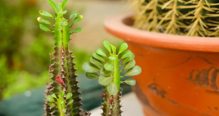 龙骨花的花语有何特殊含义？养殖方法有哪些？