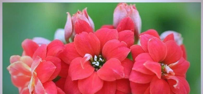 长寿鲜花的花语有哪些？如何挑选和养护？