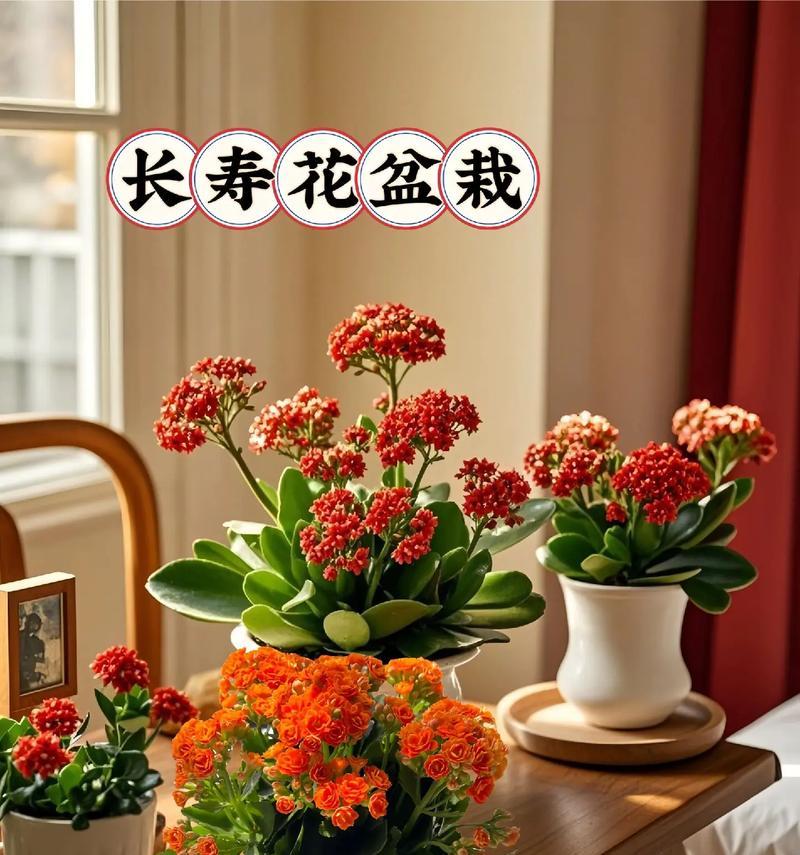 长寿鲜花的花语有哪些？如何挑选和养护？