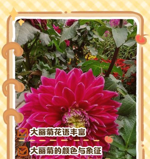 菊花有哪些分类？各自的花语有何不同？