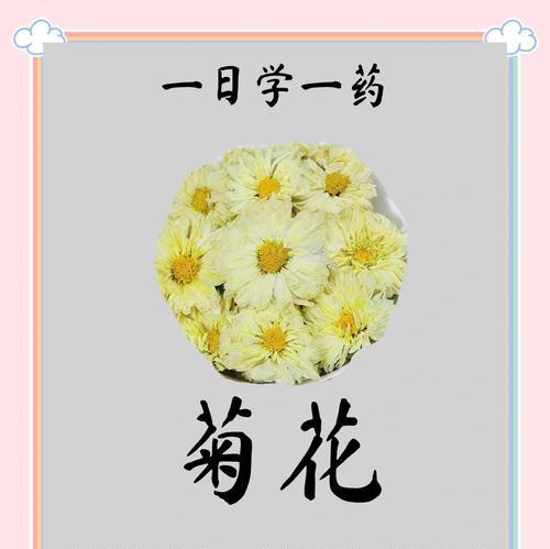 菊花的哪些花语被认为是不吉利的？