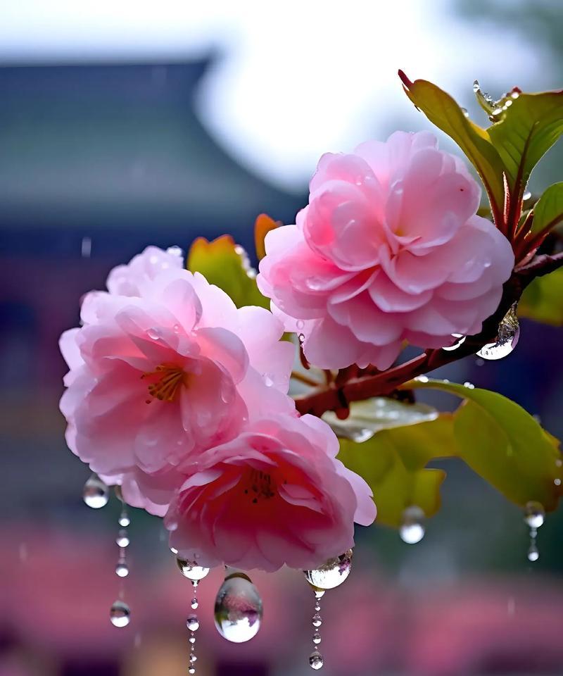 哪些花的花语代表着再见？如何正确表达？