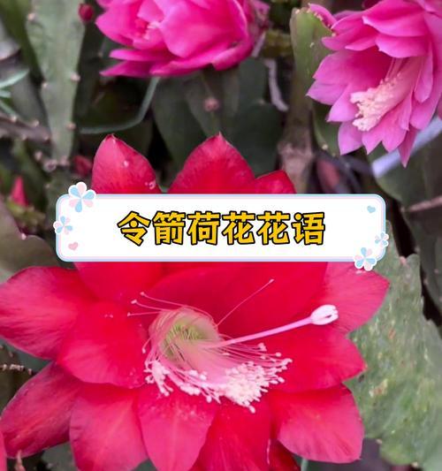 哪种花的花语代表追忆？如何用花表达思念？