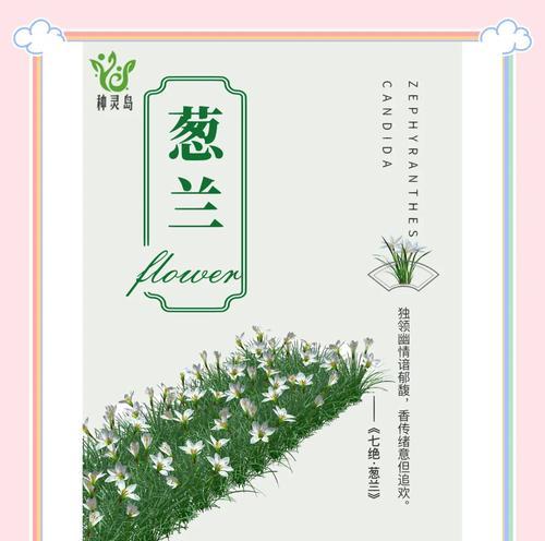 大葱花的花语是什么？种植大葱有哪些技巧？