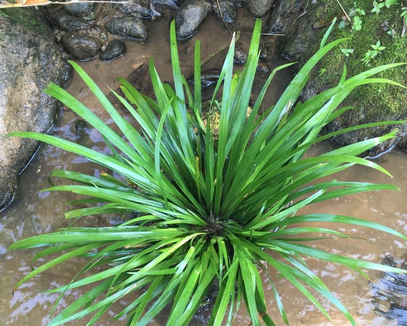 石菖蒲的花语寓意是什么？如何进行水生植物养护？