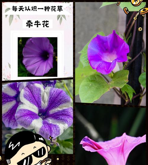 各种藤蔓花的花语是什么？如何表达爱意？