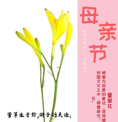 花卉品种有哪些？各自的花语代表什么？