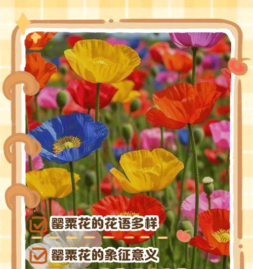 花卉品种有哪些？各自的花语代表什么？