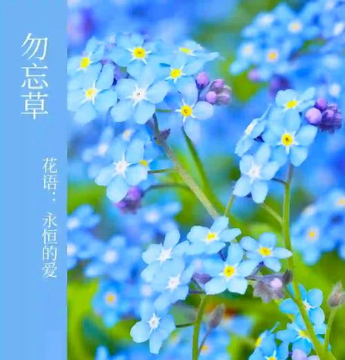 勿忘草的花语是什么？背后有哪些感人故事？