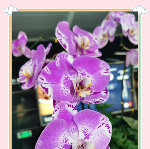 蝴蝶的花语寓意是什么？如何通过蝴蝶花语传递信息？