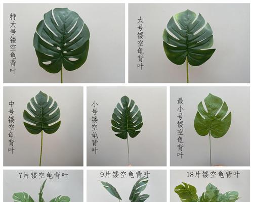 龟背花的花语是什么？如何用龟背花表达祝福？