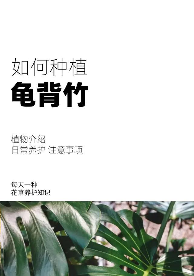 龟背花的花语是什么？如何用龟背花表达祝福？