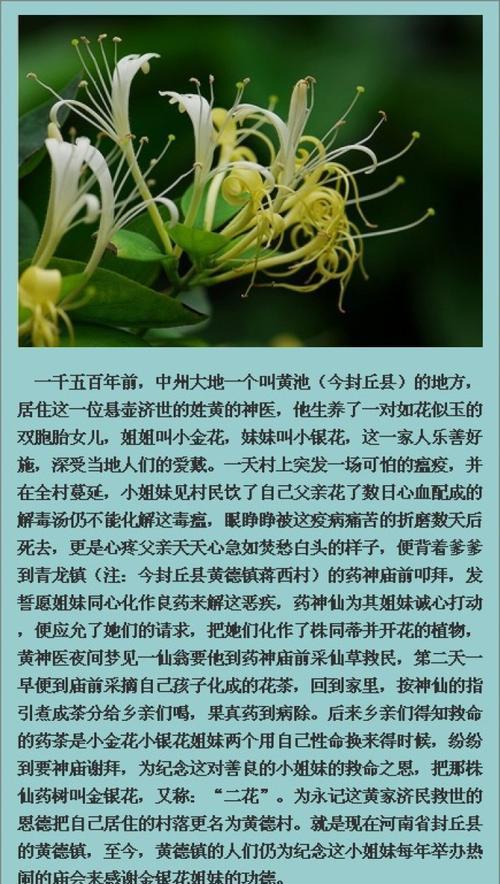 松柏的花语有哪些？如何用松柏表达敬意？