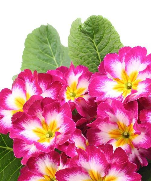 古代花语有哪些传说？如何通过花语了解历史？