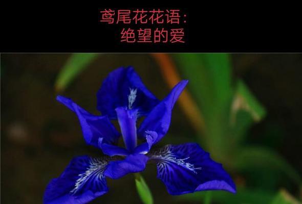 古代花语有哪些传说？如何通过花语了解历史？