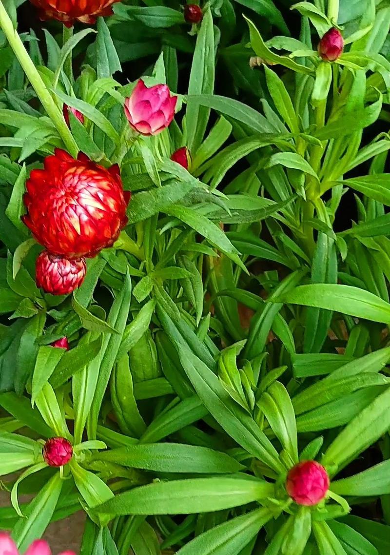 麦杆菊的花语有哪些？如何用麦杆菊表达情感？