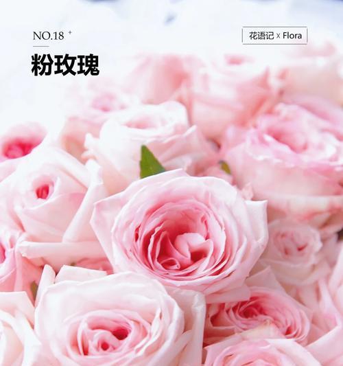215朵玫瑰的花语是什么？如何用玫瑰传递特别的爱？