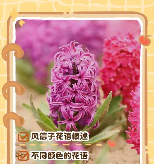 各种花语的传说是什么？花语背后有哪些神秘故事？