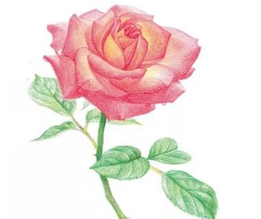 月季花魅影的花语有何深意？它象征着什么？