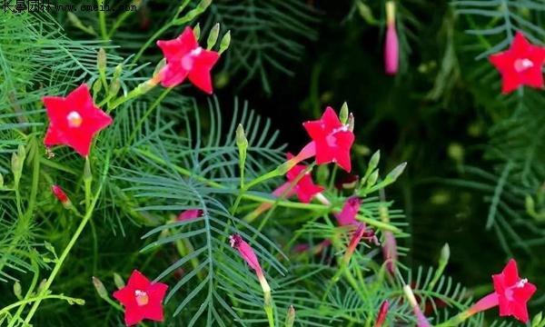 葵叶鸟罗的花语是什么？它在花语中代表什么？