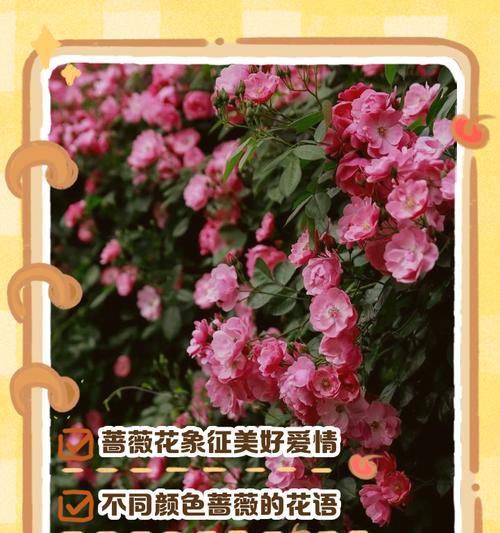 恋人之间常用的花语有哪些？这些花语代表了什么情感？