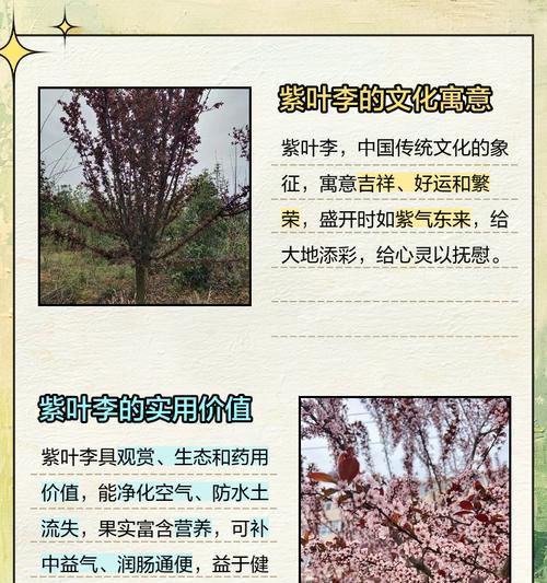 树的花语有哪些？它们各自寓意着什么？
