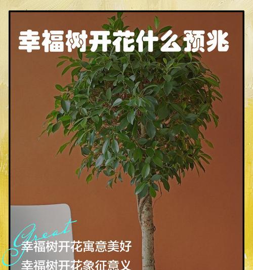 树的花语有哪些？它们各自寓意着什么？
