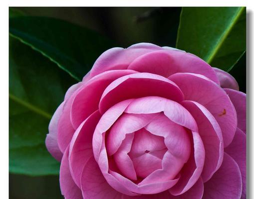 多少棵花的花语是什么意思？它们各自代表什么？