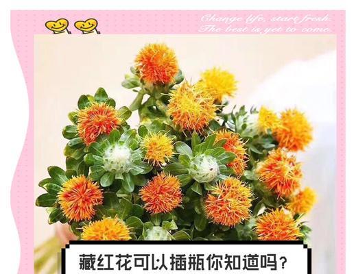 小菠萝花的花语有何特别之处？它象征着什么？